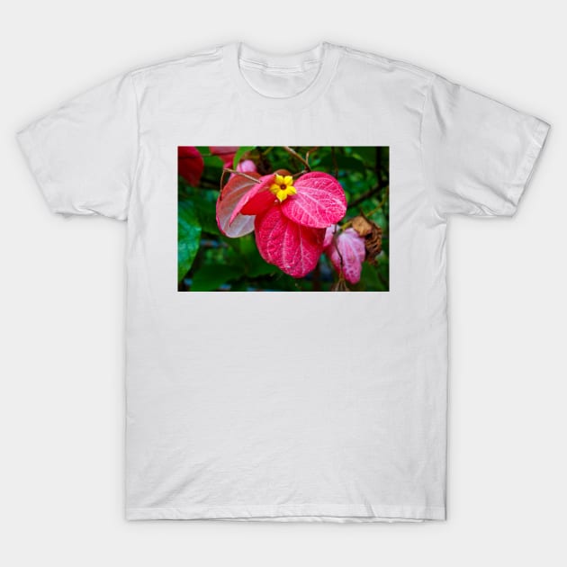 Mussaenda T-Shirt by bobmeyers